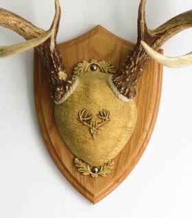 Taxidermists Woodshop Ss075bw Ttw Ultimate Antler Mounting Kit - Medium Oak