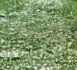 2OZ Premium Metal Flake Motorcycle, Automotive Grade Custom Paint Additive New. Price: $15.95.